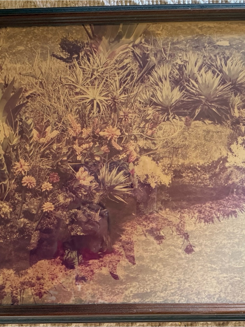 Vintage Boho Succulents/Botanical Large Sepia Wall Art